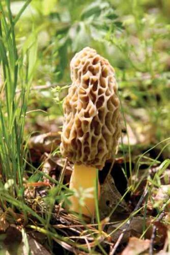 Morel Hunting: How to Find Edible Wild Mushrooms
